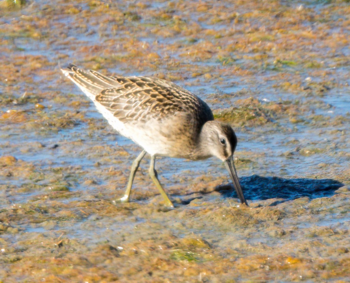 Short-billed Dowitcher - ML623263608