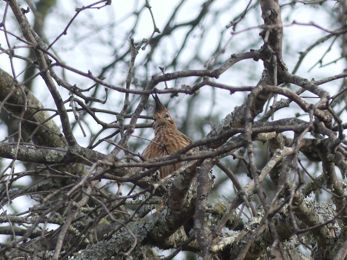 Lark-like Brushrunner - Stephen Mitten