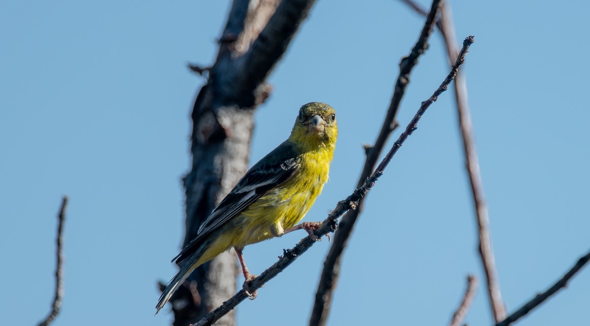 Lesser Goldfinch - ML623263710