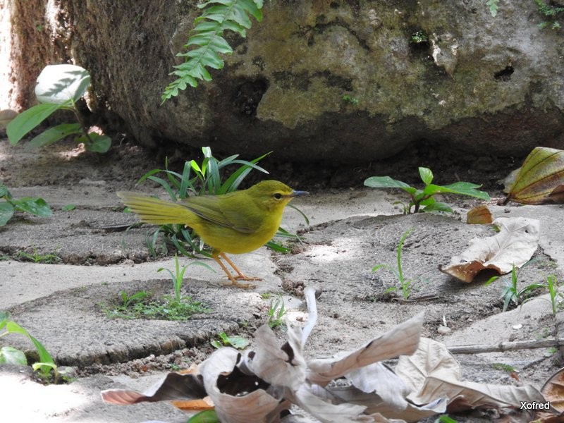 Flavescent Warbler - Frederico  Morais