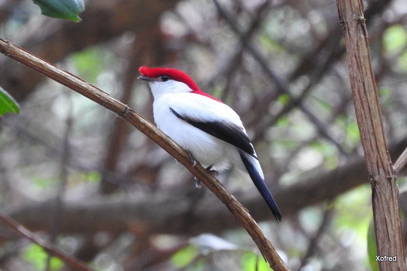 Araripe Manakin - ML623263744