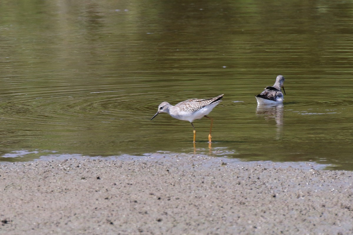 vodouš žlutonohý - ML623263767