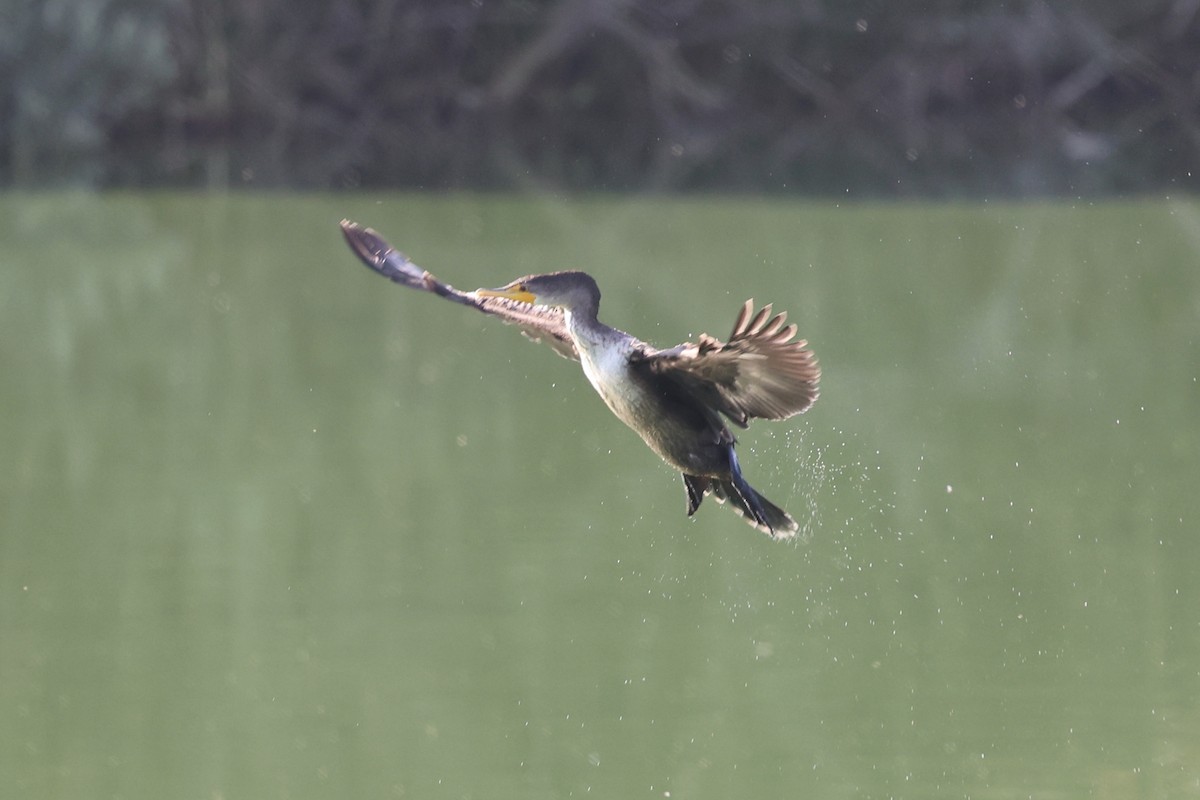 Double-crested Cormorant - ML623263772