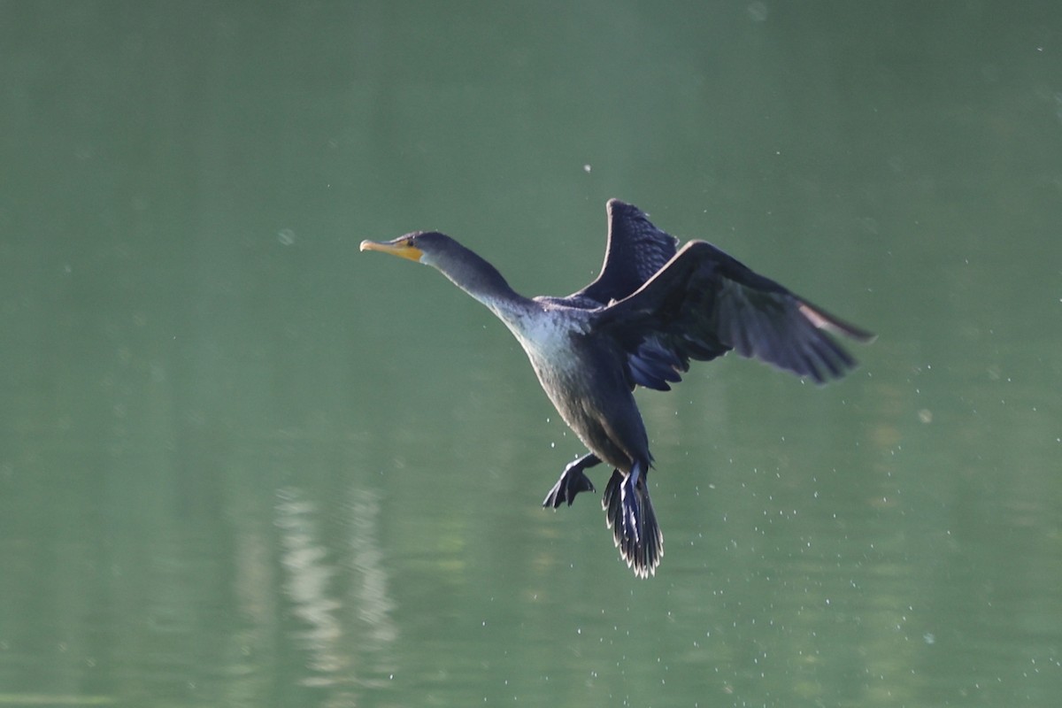 Double-crested Cormorant - ML623263773