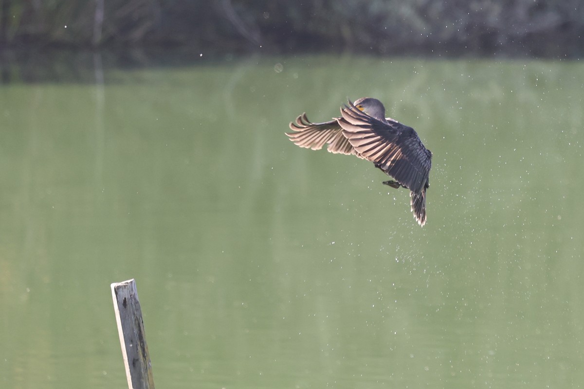 Double-crested Cormorant - ML623263774