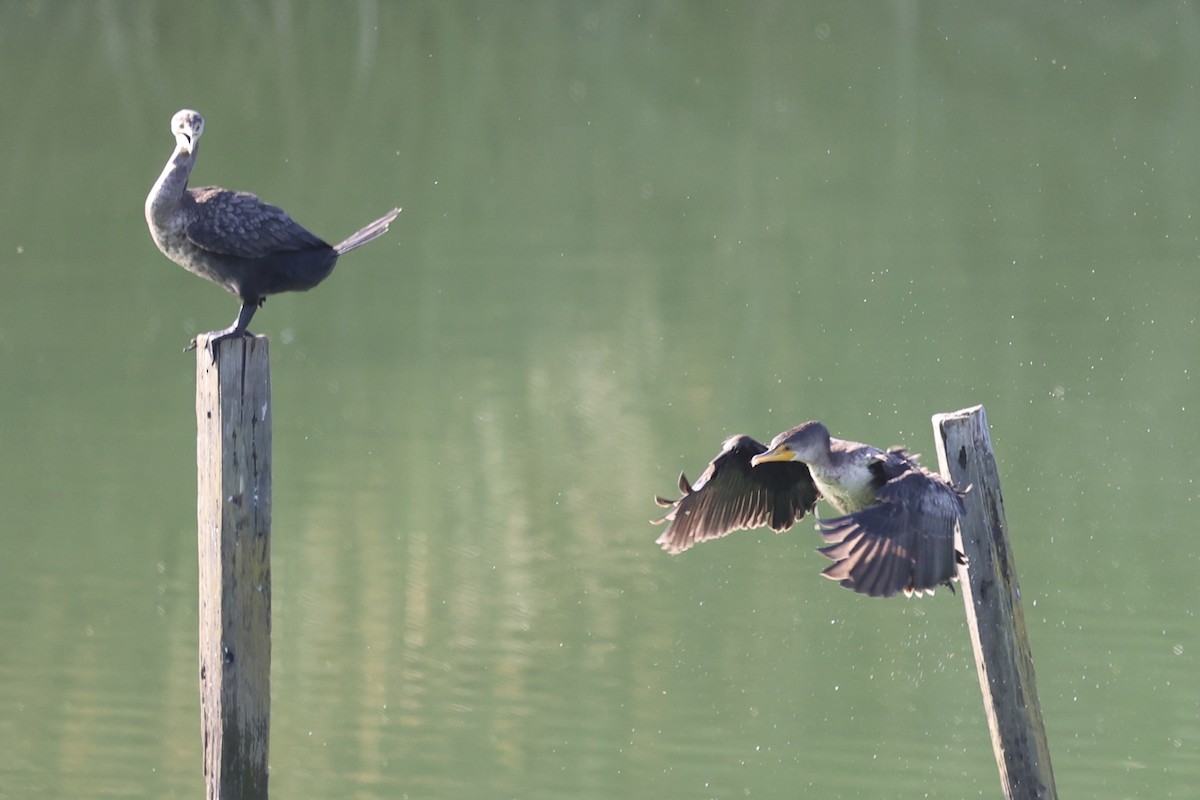 Double-crested Cormorant - ML623263775