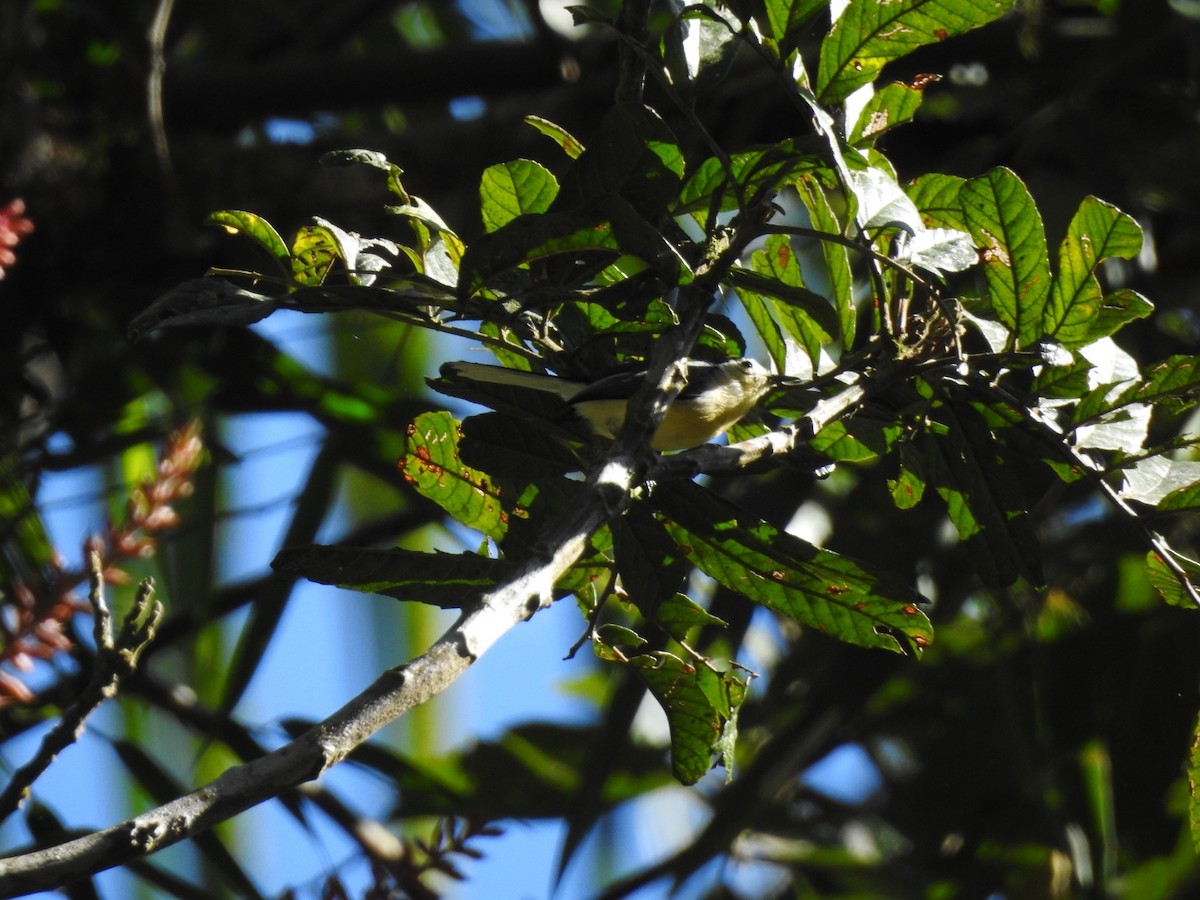 Creamy-bellied Gnatcatcher - ML623263781