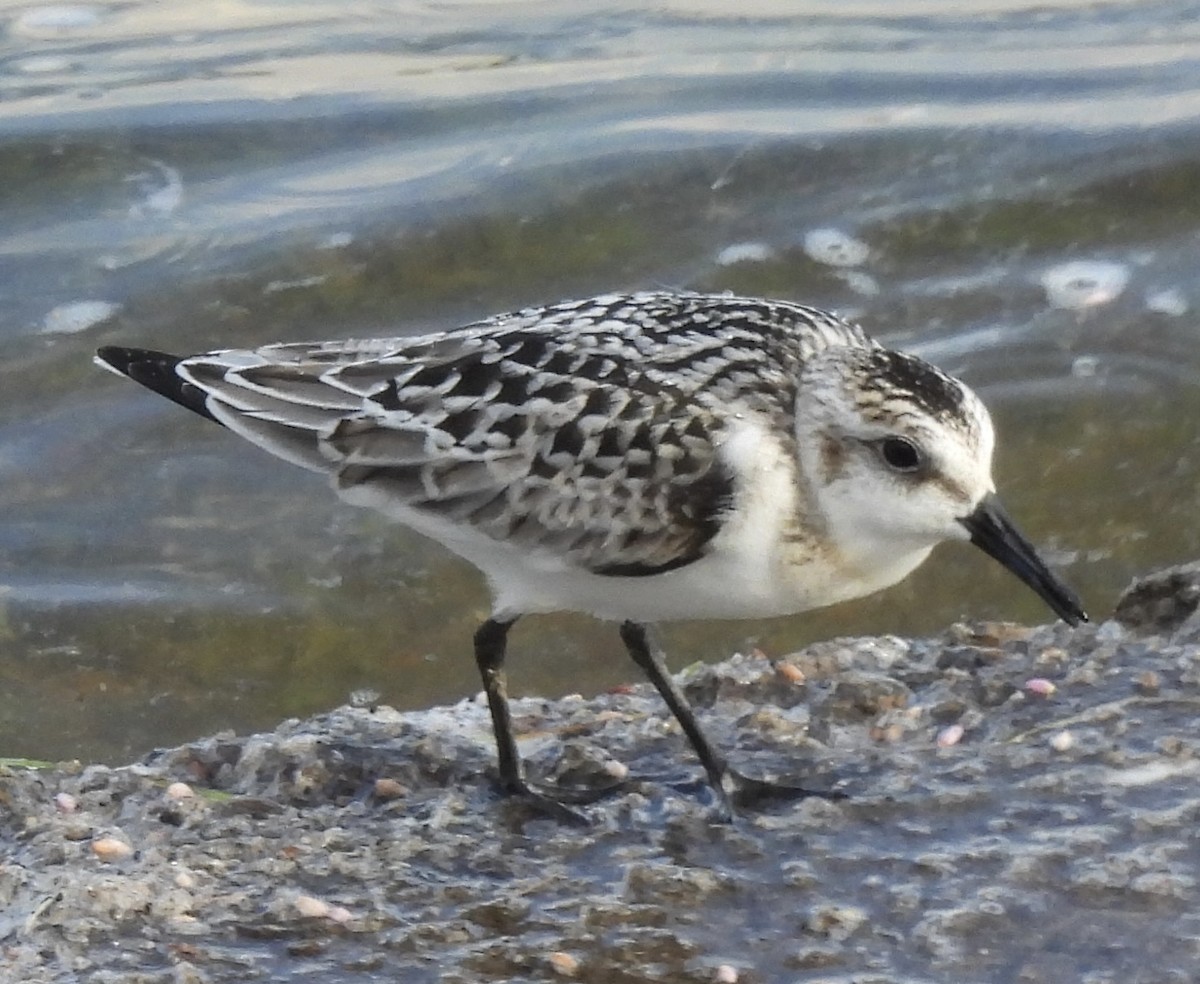 Bécasseau sanderling - ML623263799