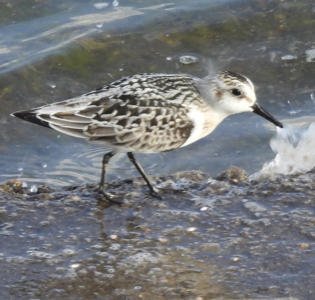 Bécasseau sanderling - ML623263800