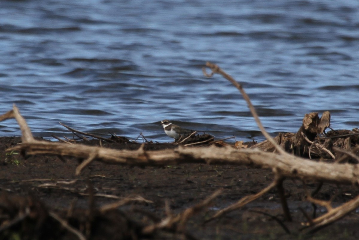 Semipalmated Plover - ML623263807