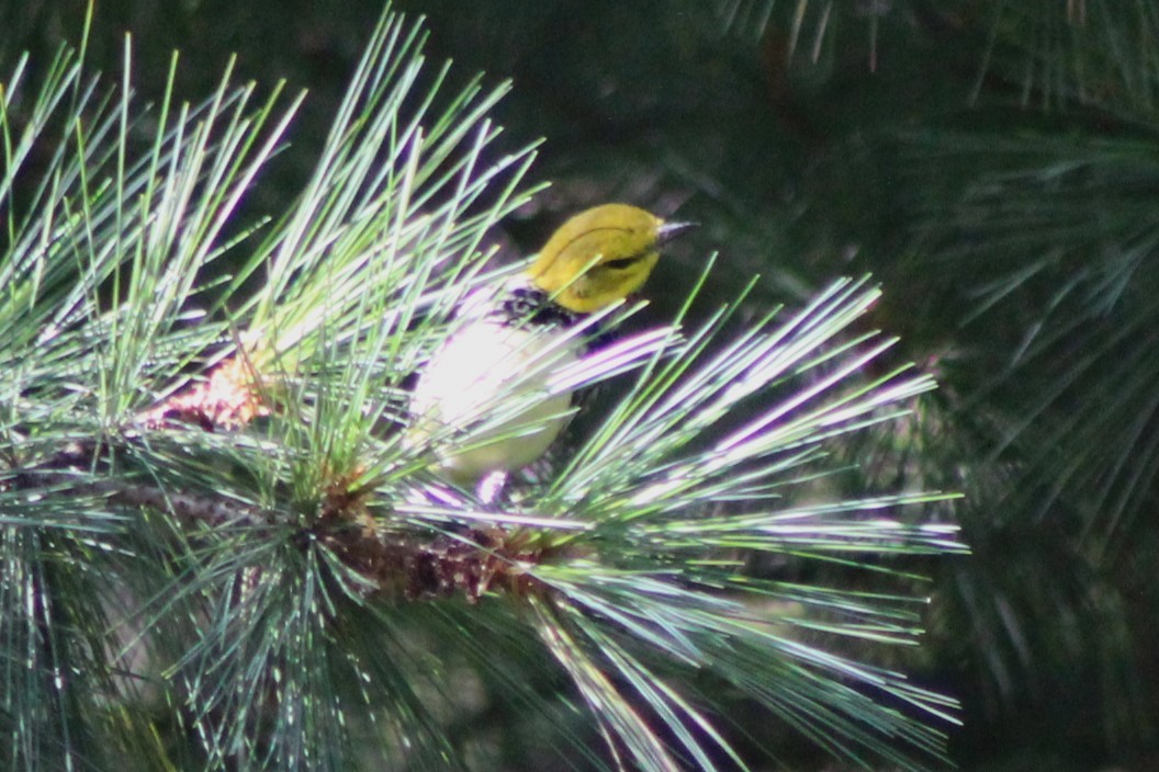 Black-throated Green Warbler - ML623263834