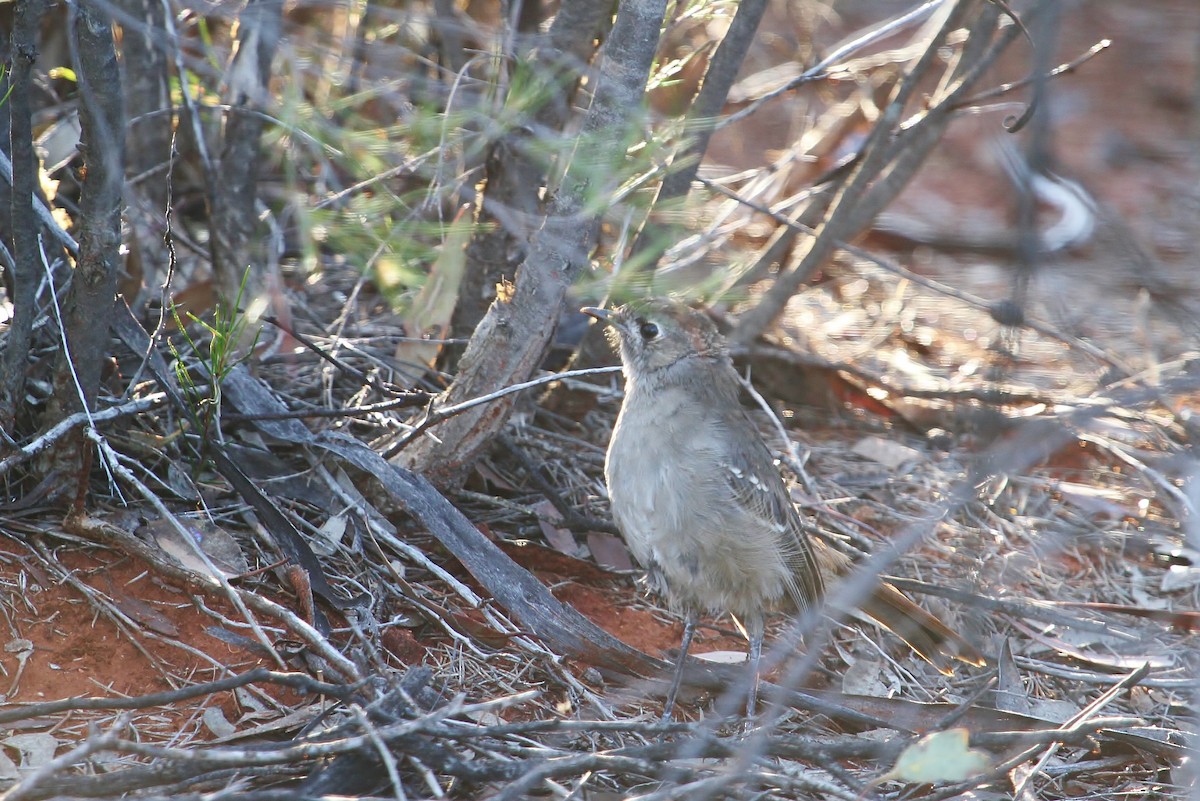 Southern Scrub-Robin - ML623263846