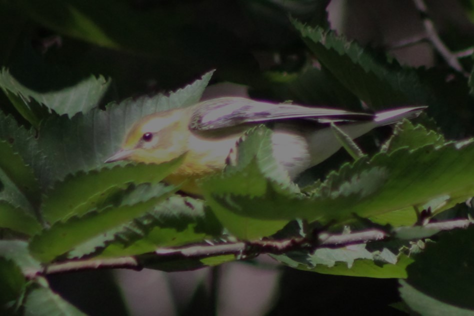 Blackburnian Warbler - ML623263850