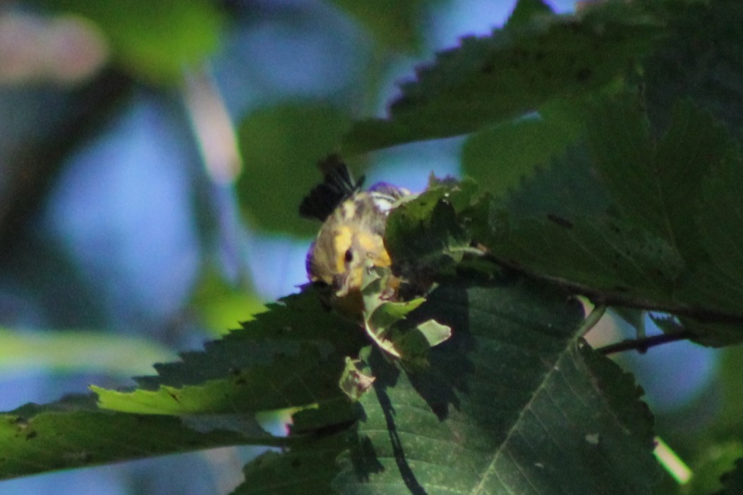 Blackburnian Warbler - ML623263858