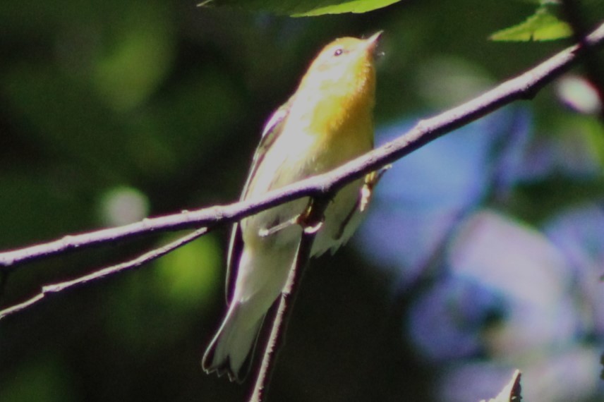 Blackburnian Warbler - Kenneth Showalter