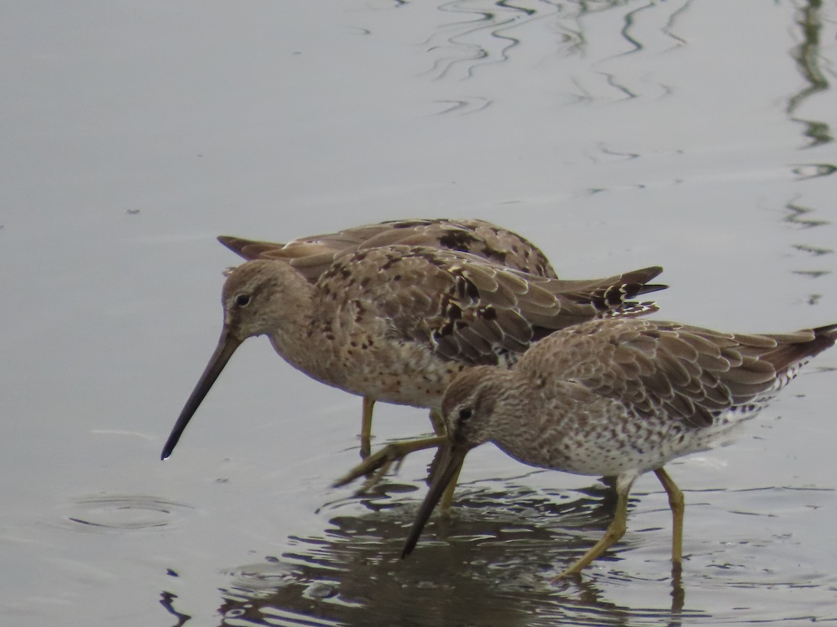 Short-billed/Long-billed Dowitcher - Tina Tan