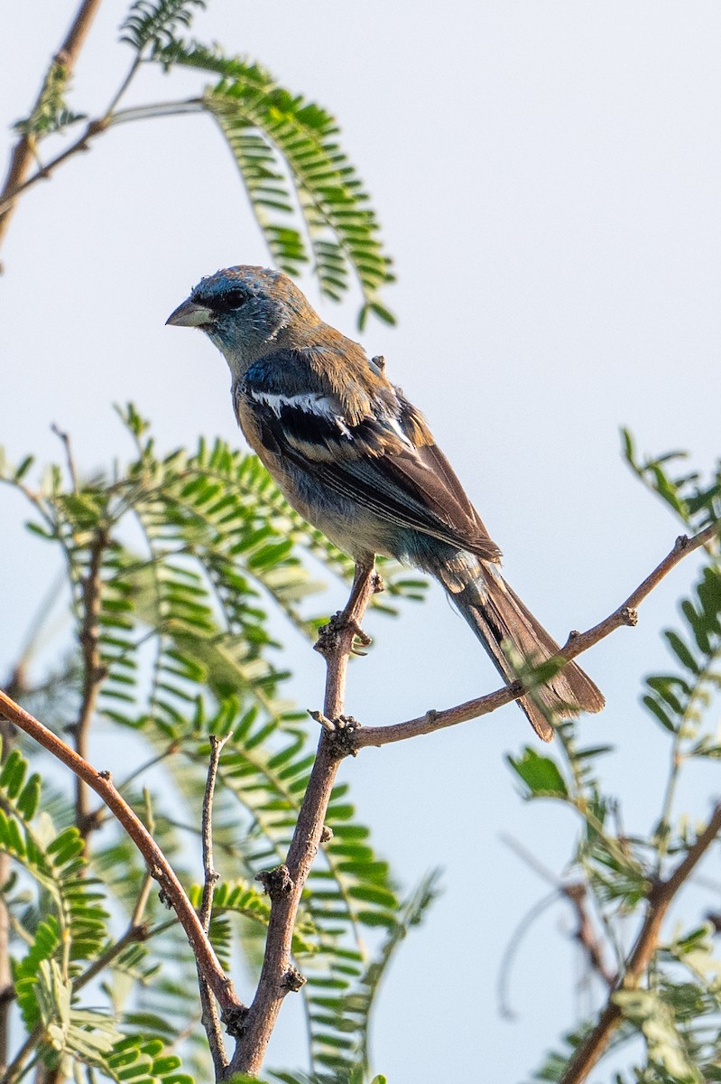 Lazuli Bunting - Joe Mahaffey