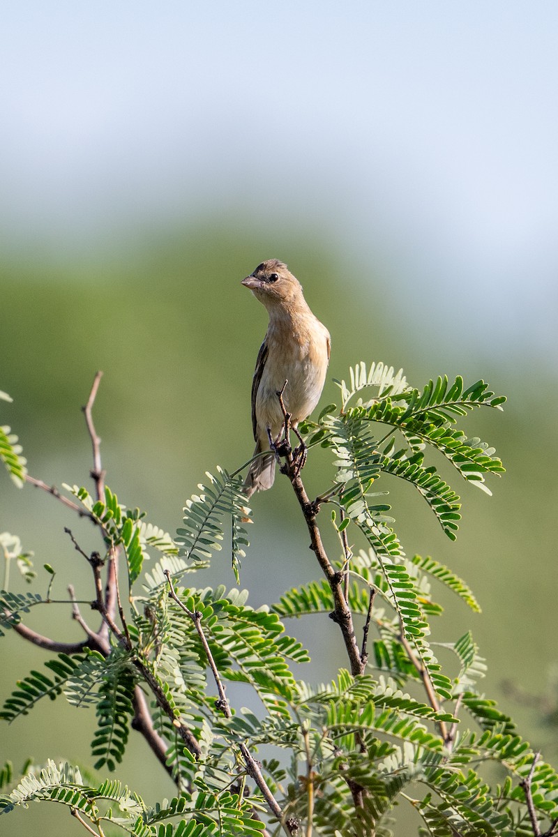 Lazuli Bunting - ML623263964