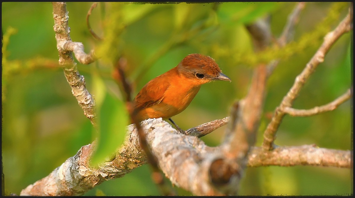 Chestnut-crowned Becard - ML623263997