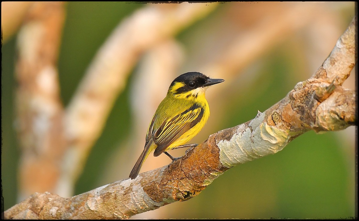 Yellow-browed Tody-Flycatcher - ML623264001