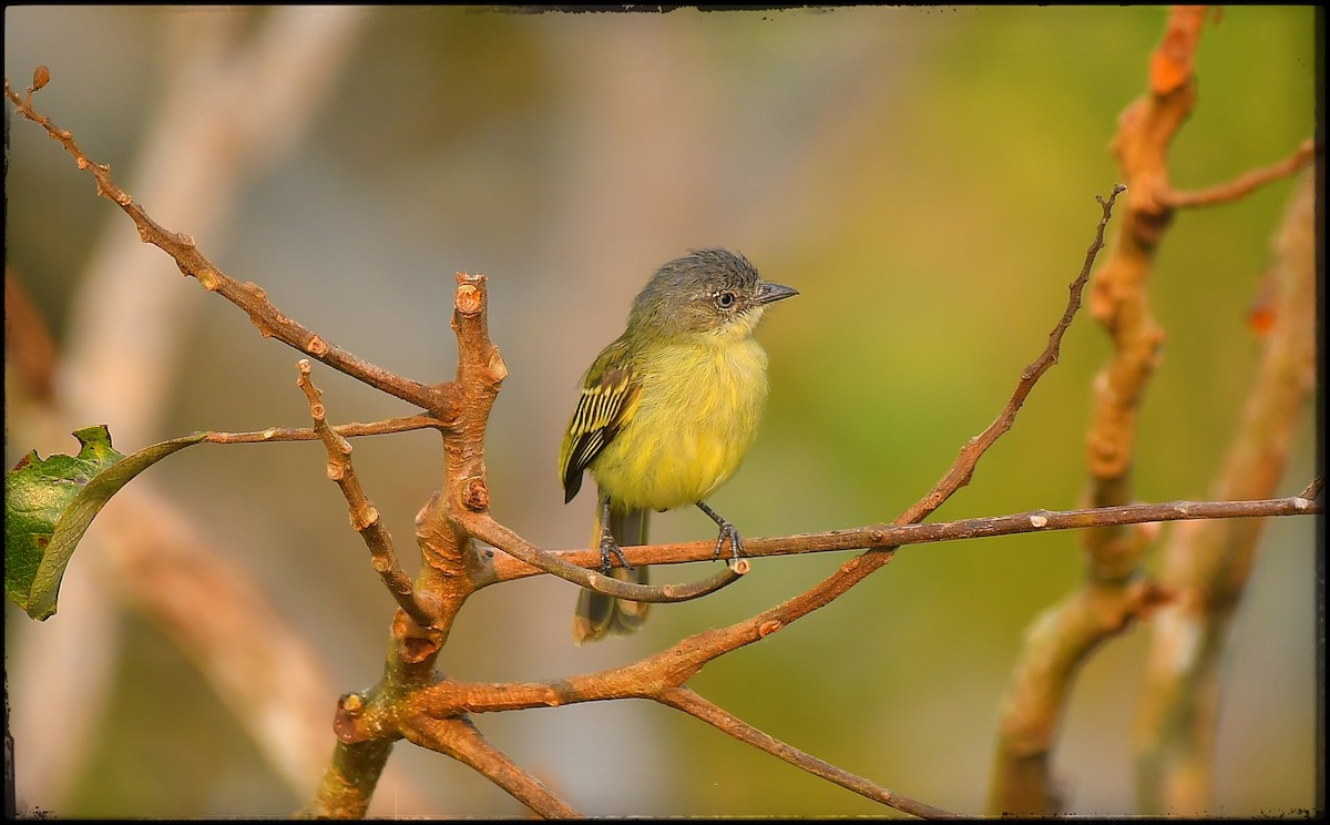 Guianan Tyrannulet - ML623264009