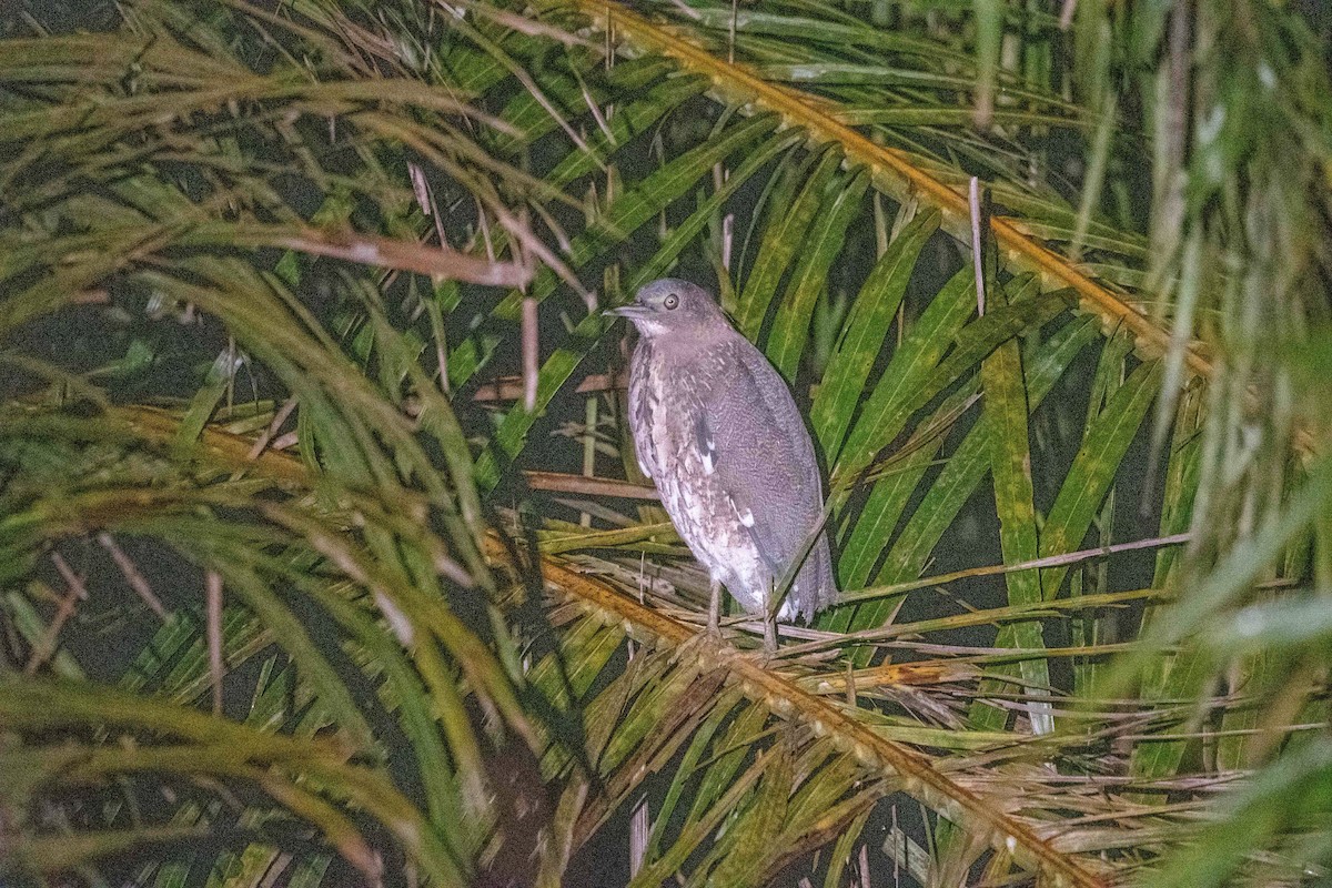 Malayan Night Heron - ML623264014