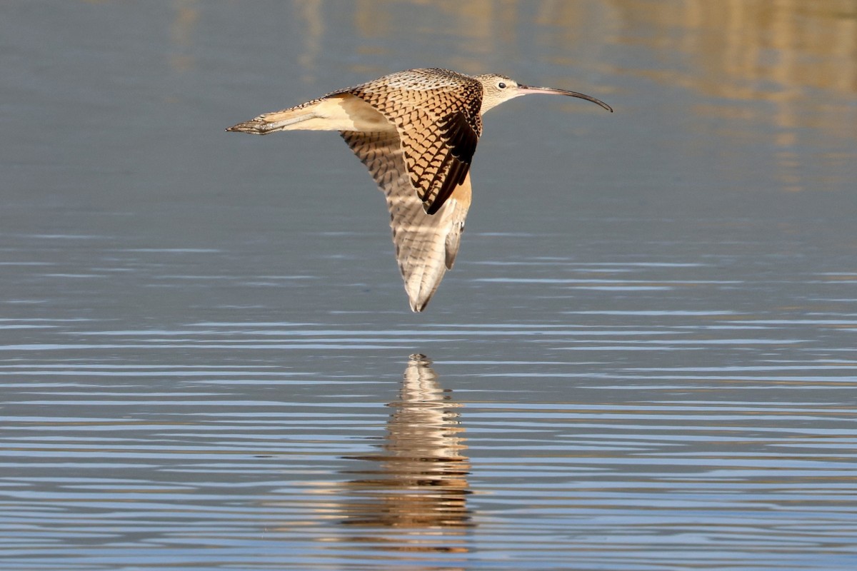 Long-billed Curlew - Alec Crawford