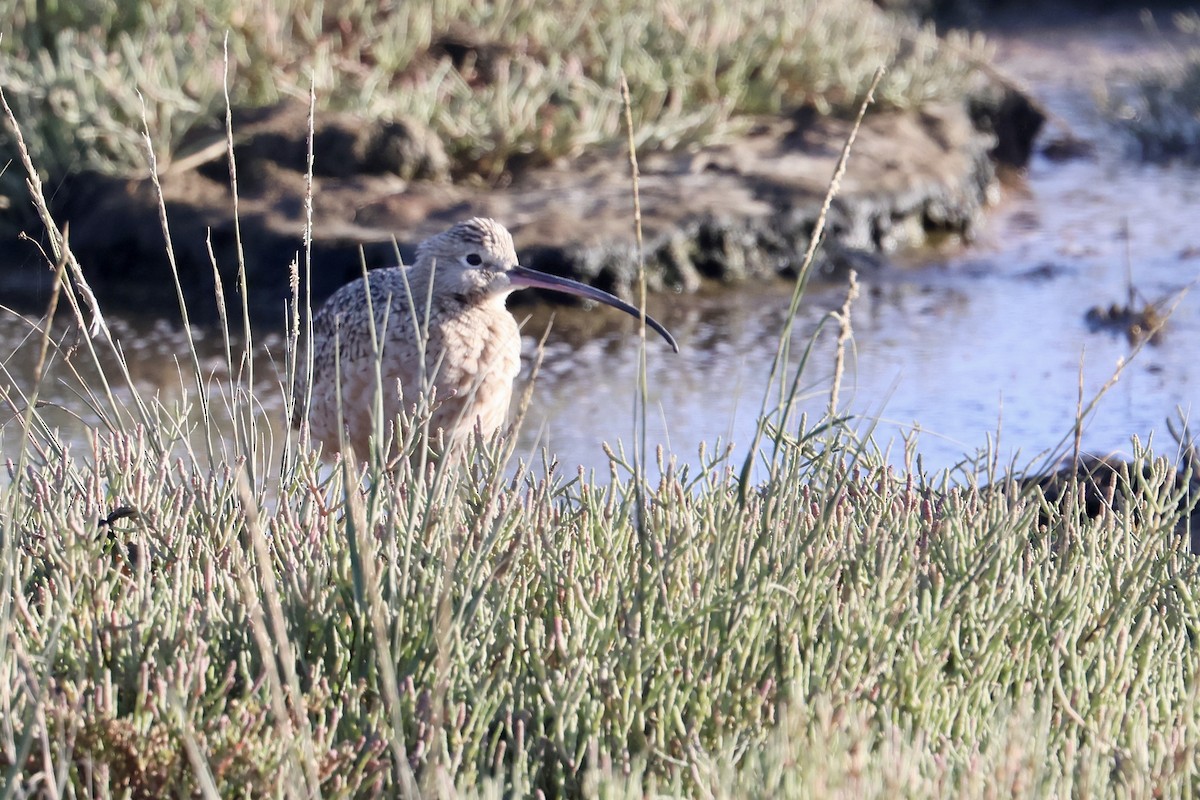 Long-billed Curlew - ML623264063