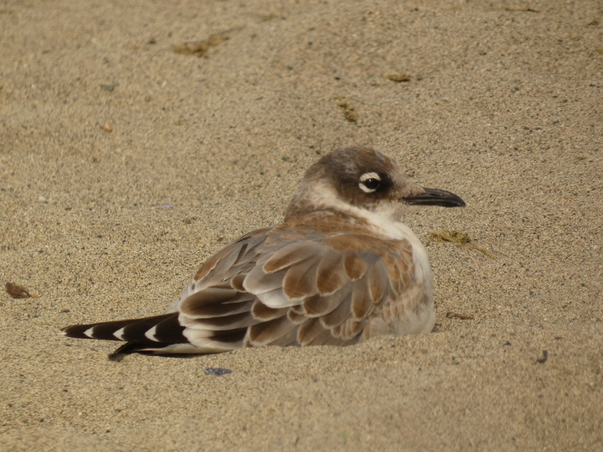Franklin's Gull - ML623264098