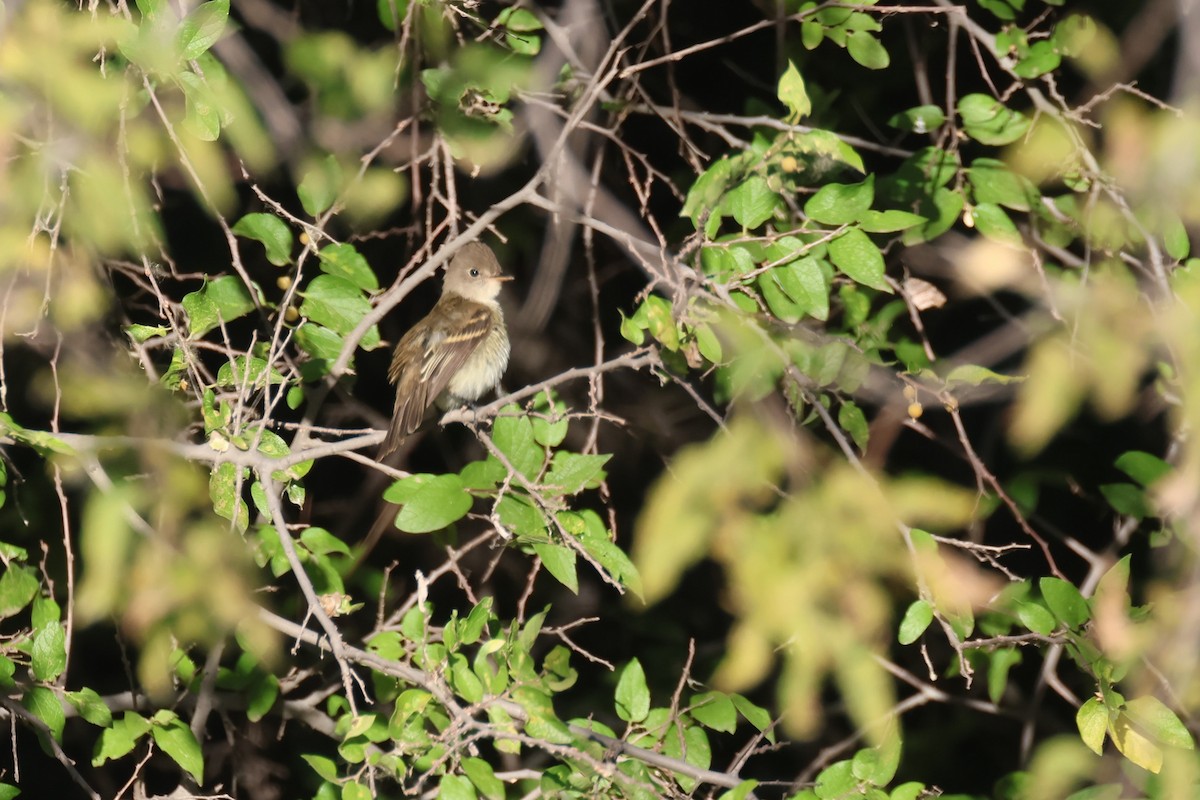 Willow Flycatcher - ML623264099