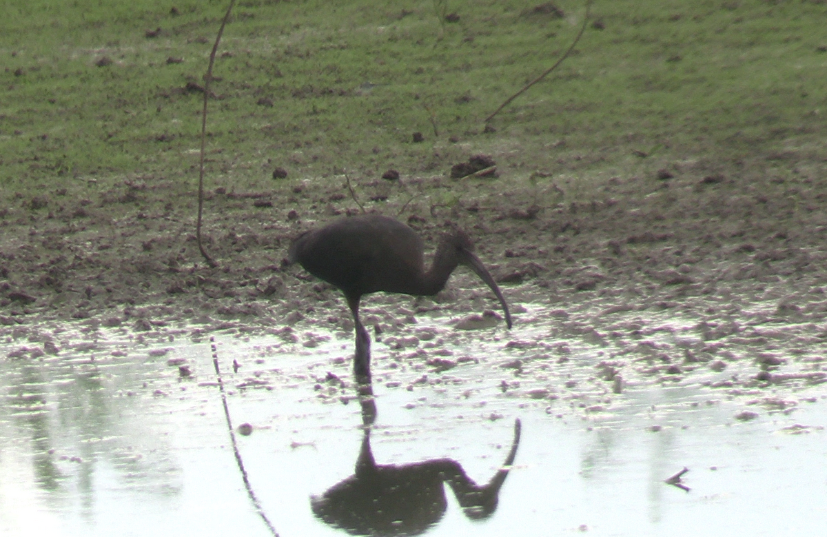 Glossy/White-faced Ibis - ML623264151