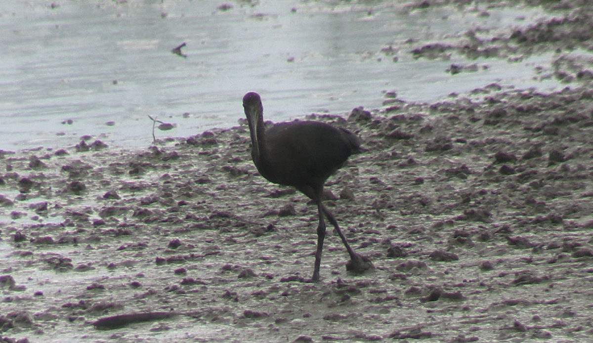 Glossy/White-faced Ibis - ML623264152