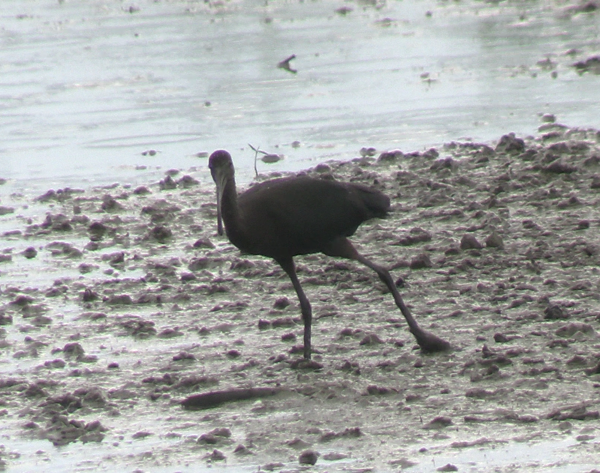 Glossy/White-faced Ibis - ML623264153