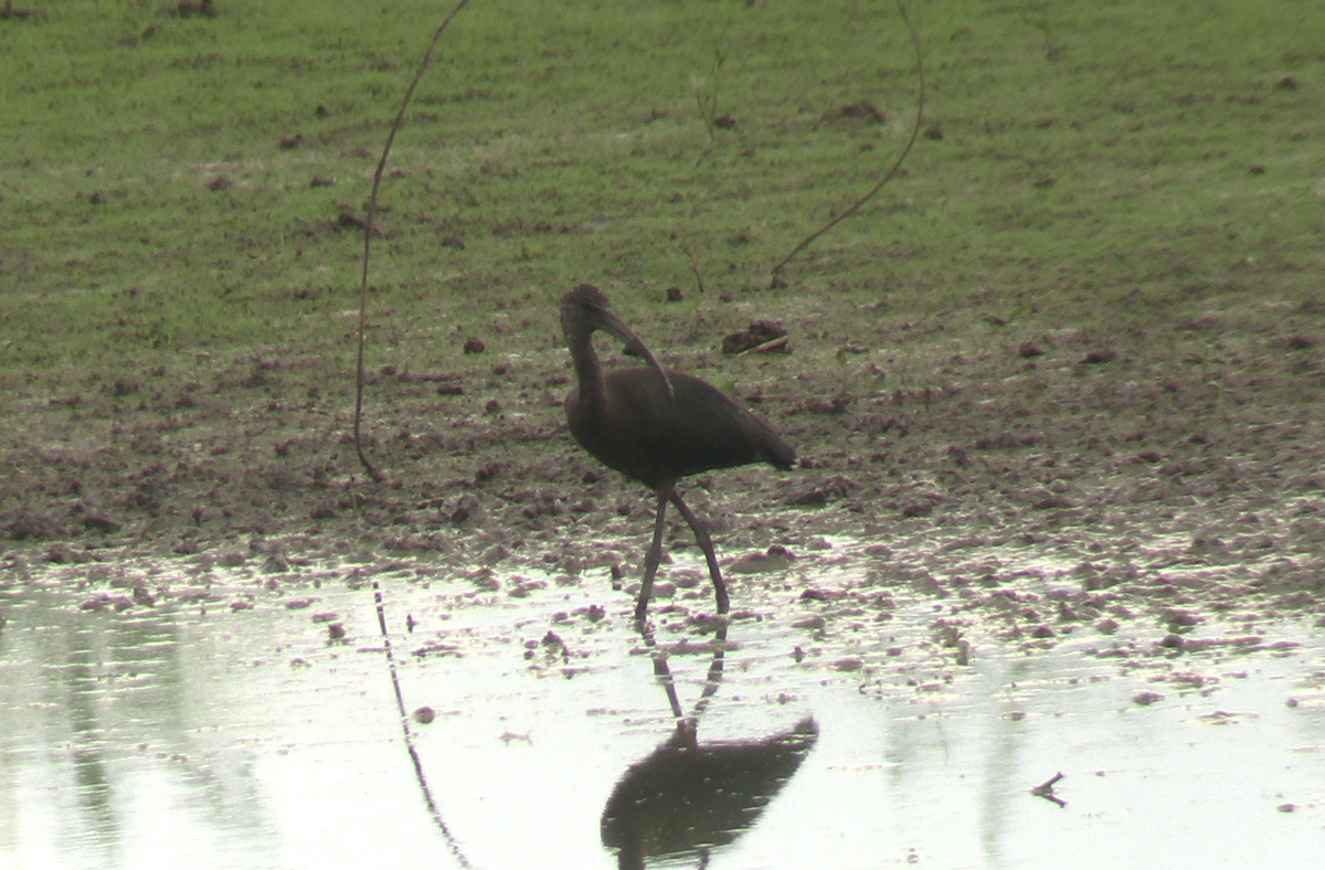 Glossy/White-faced Ibis - ML623264154