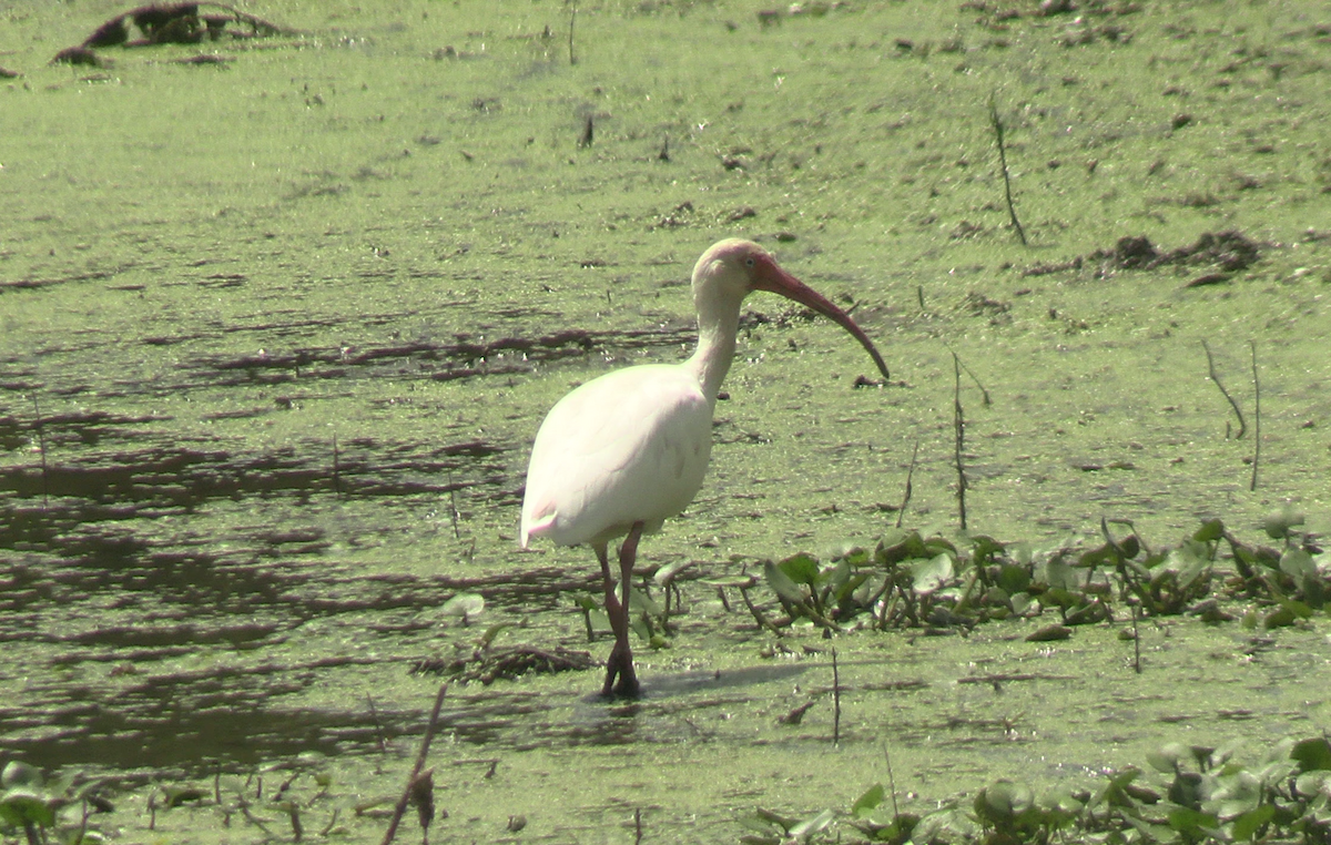 White Ibis - ML623264174