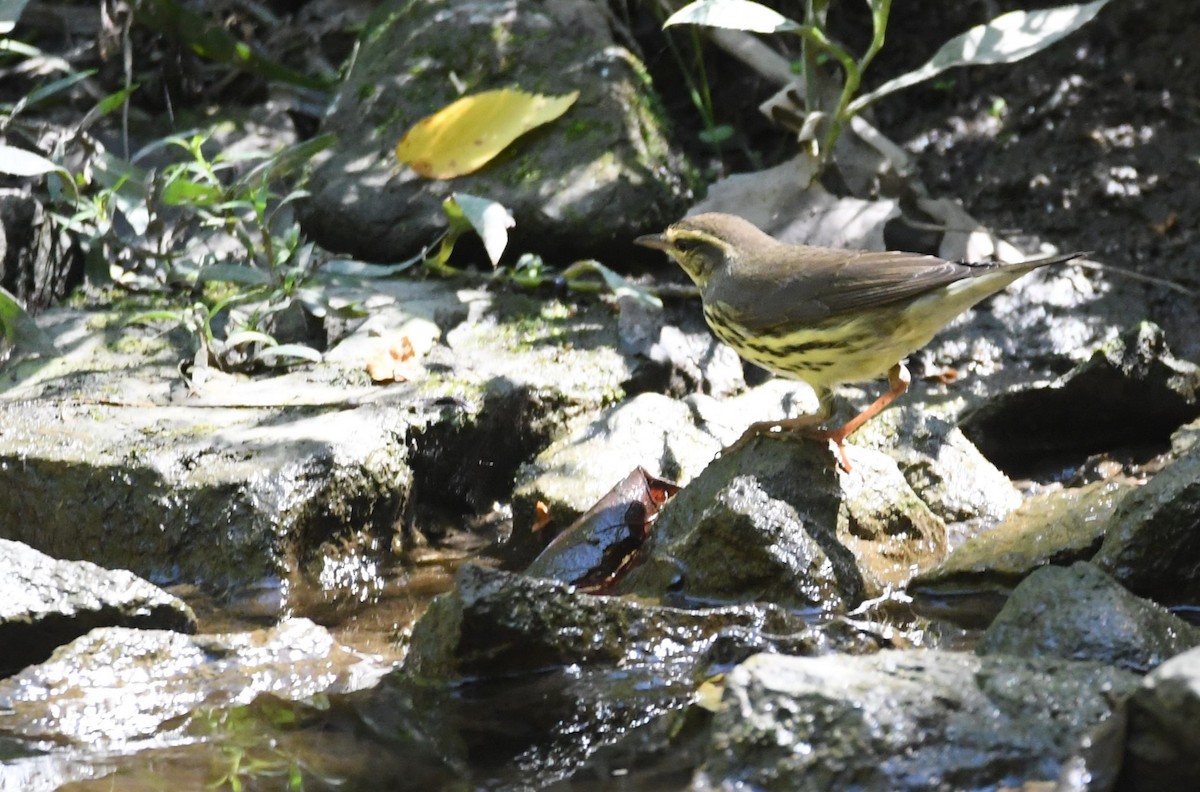 Drosselwaldsänger - ML623264186