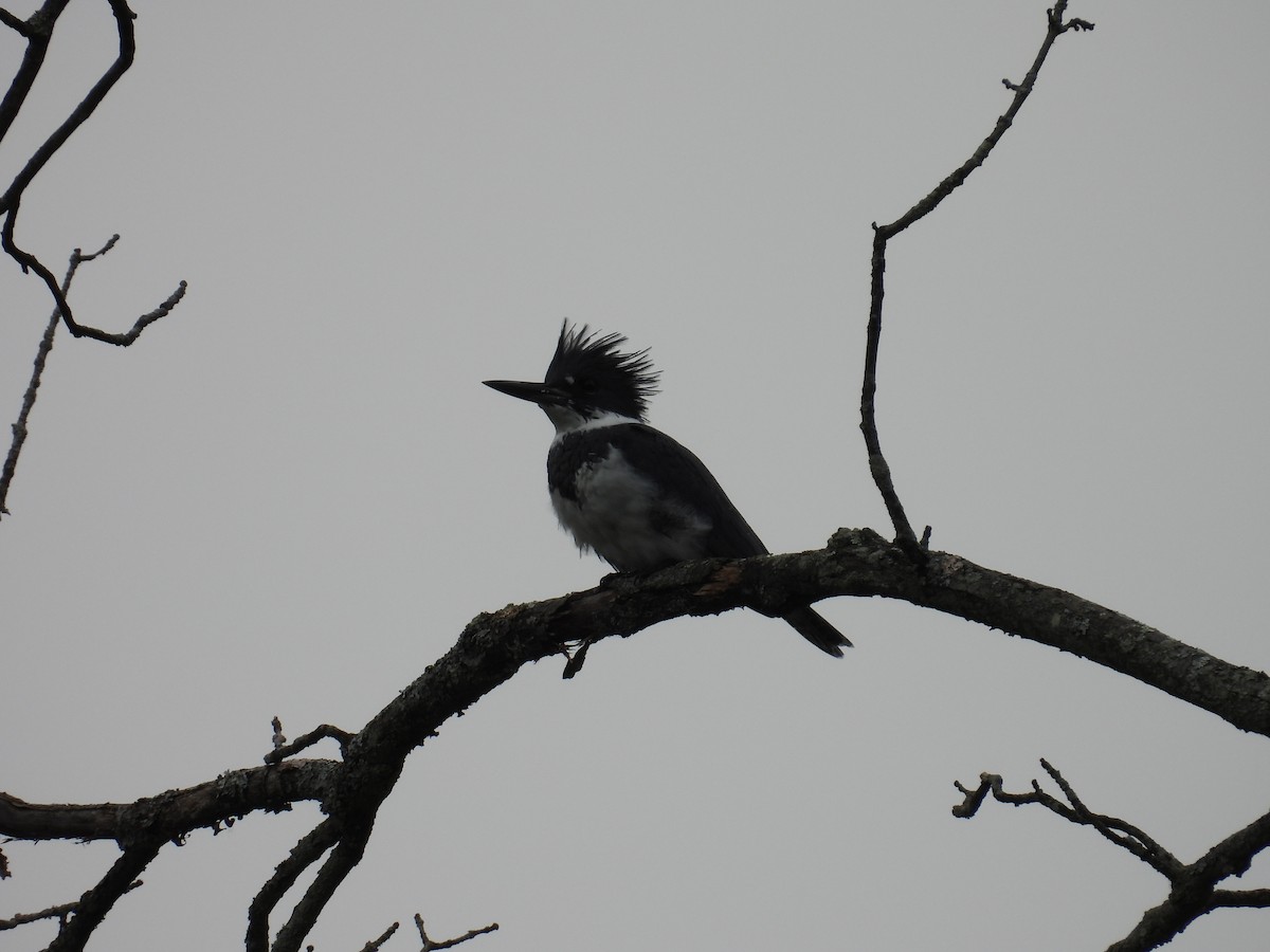 Belted Kingfisher - ML623264195