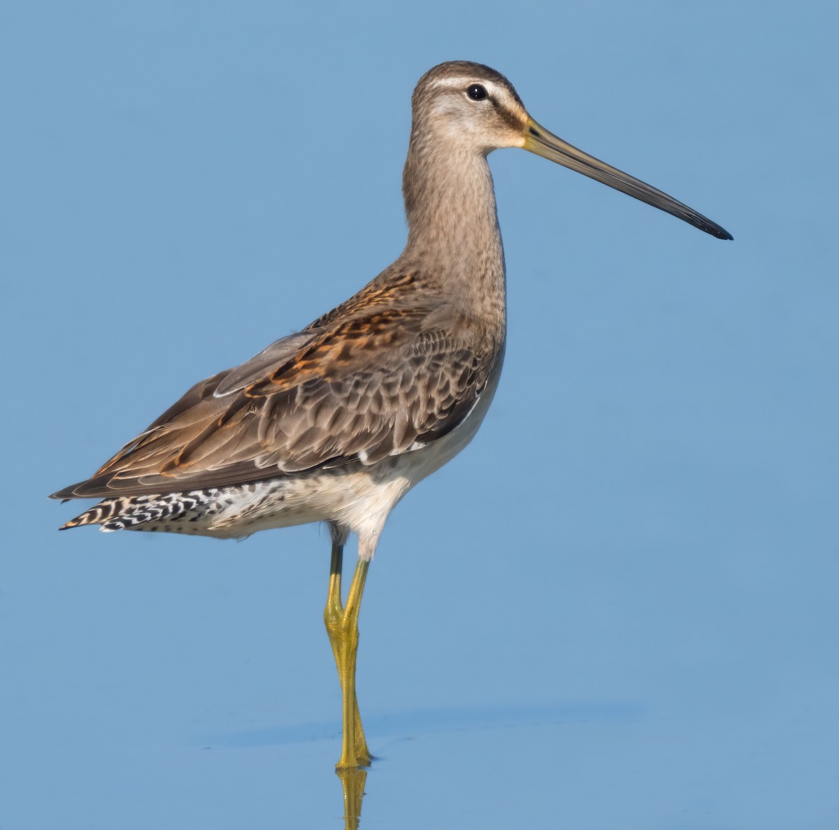 Long-billed Dowitcher - ML623264202