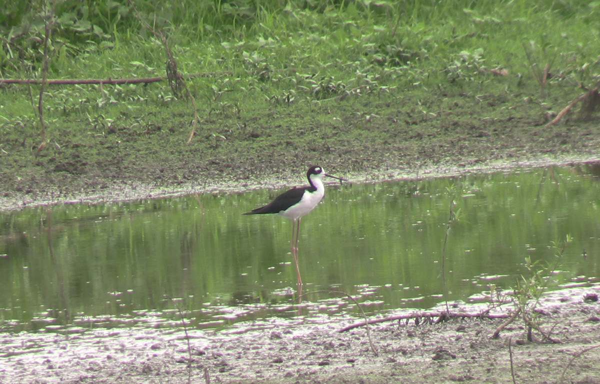 Black-necked Stilt - ML623264203