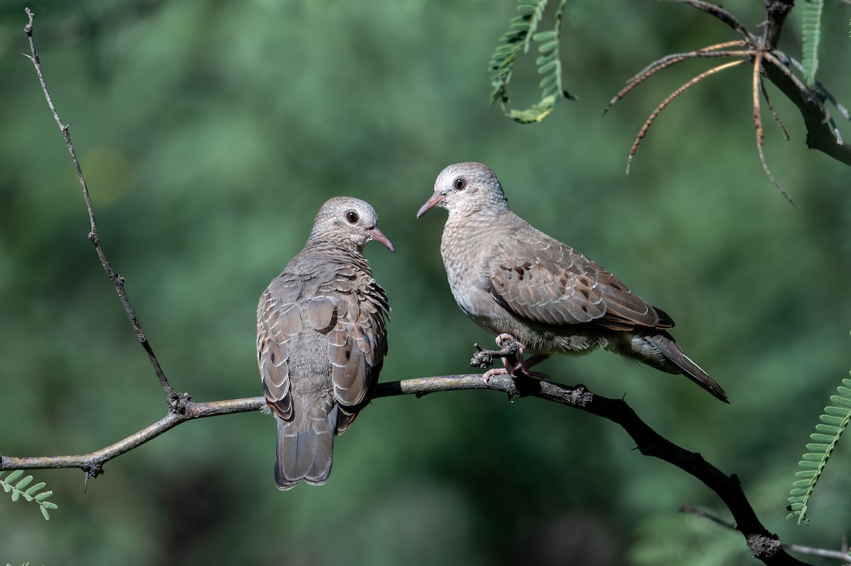 Common Ground Dove - ML623264268