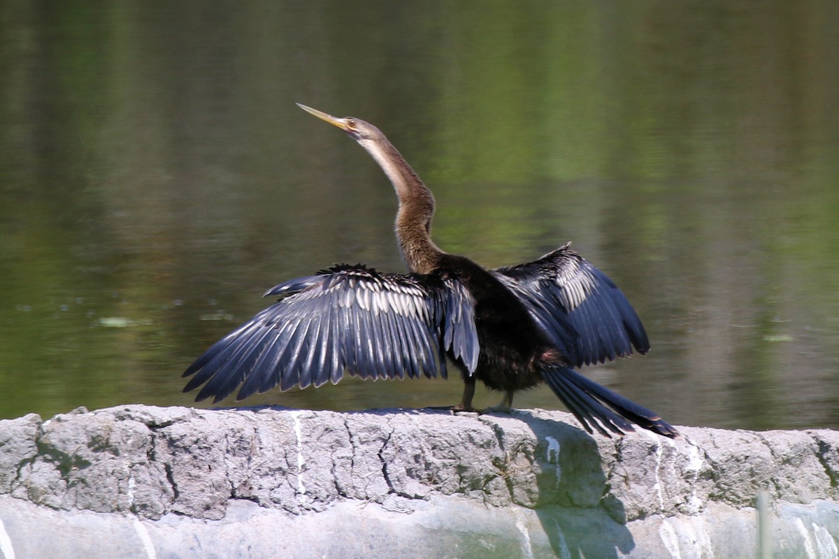 anhinga americká - ML623264269