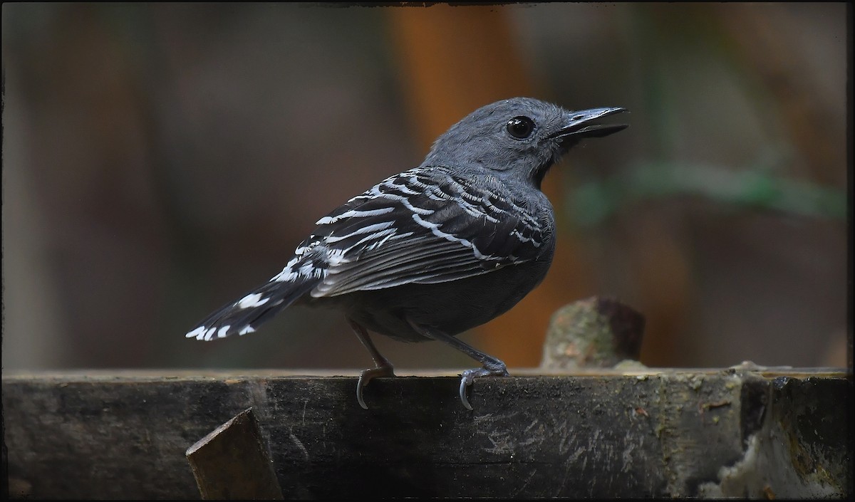 Xingu Scale-backed Antbird - ML623264271