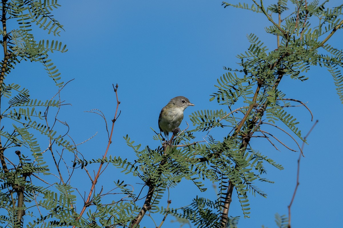 Bell's Vireo - ML623264276