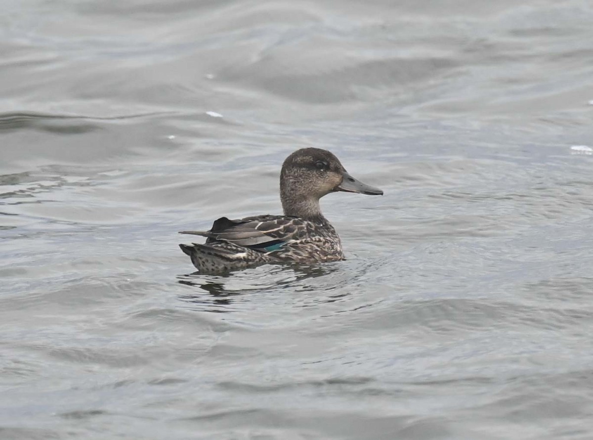 Green-winged Teal (American) - ML623264434