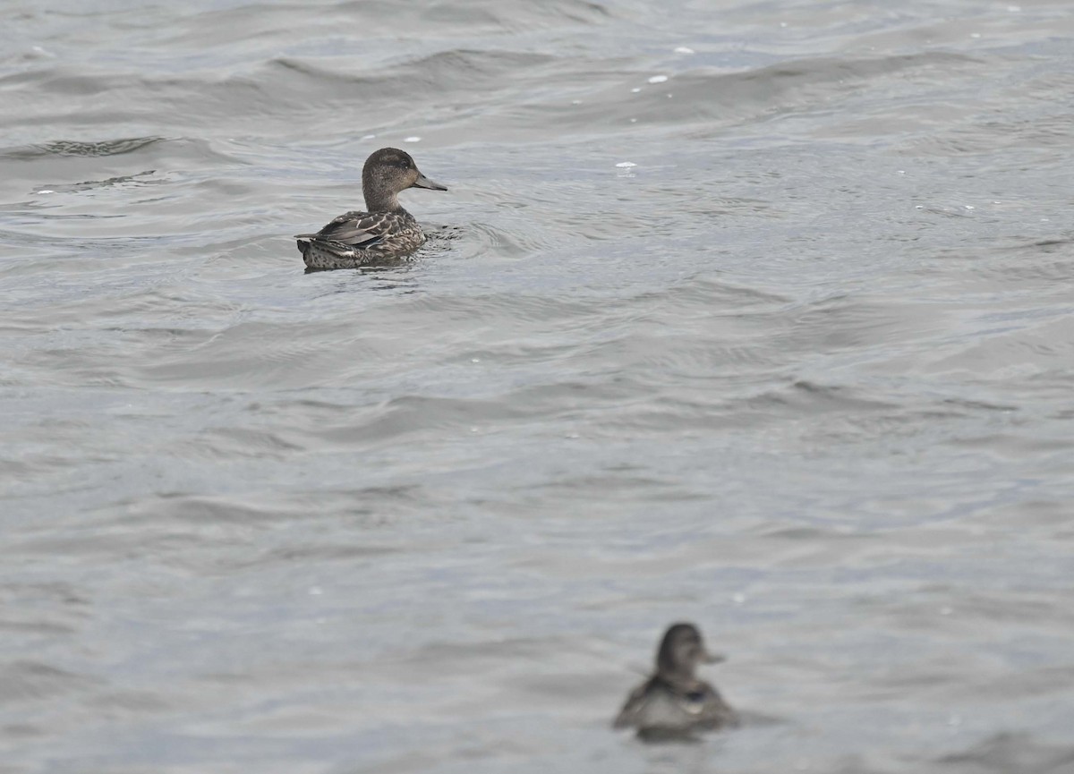 Green-winged Teal (American) - ML623264435