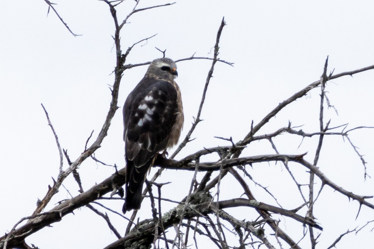 Red-shouldered Hawk (lineatus Group) - ML623264466