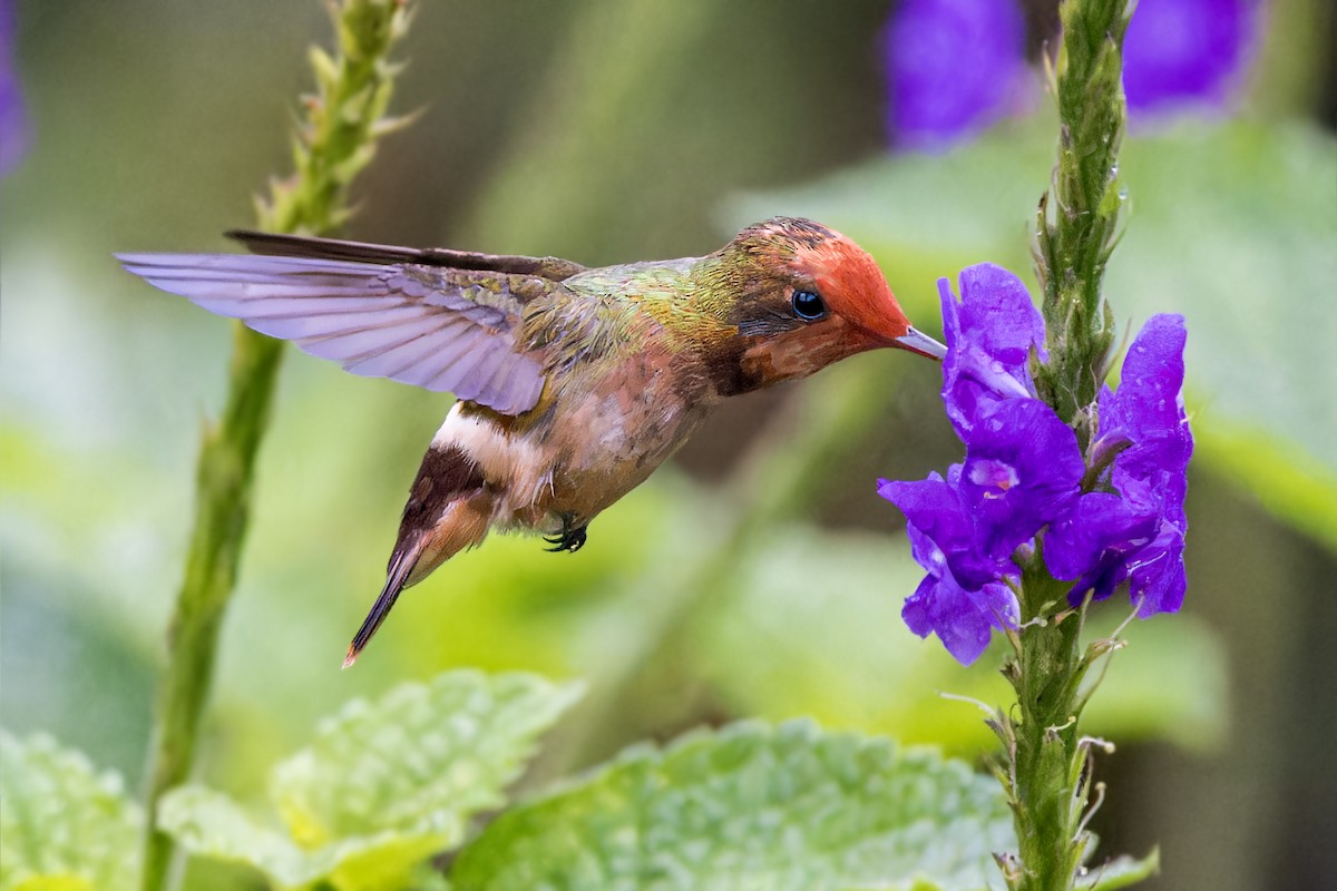 Spangled Coquette - Bradley Hacker 🦜