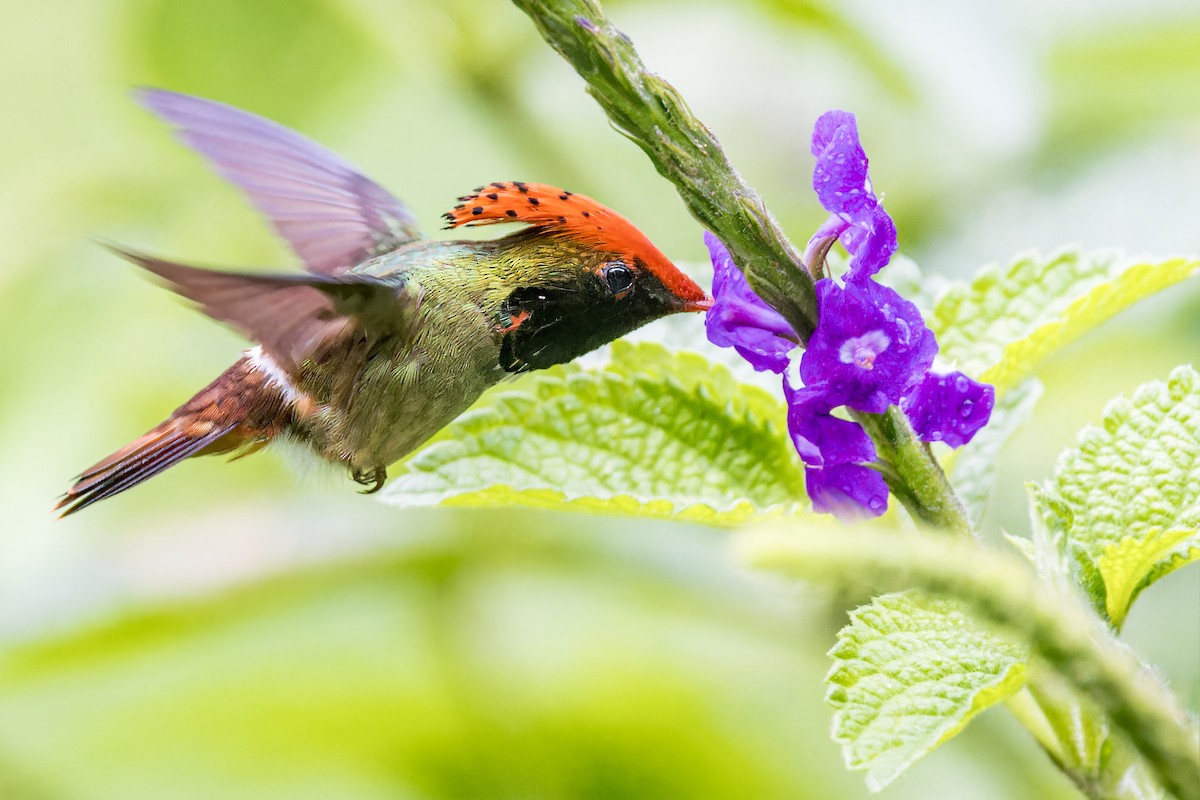 Spangled Coquette - Bradley Hacker 🦜