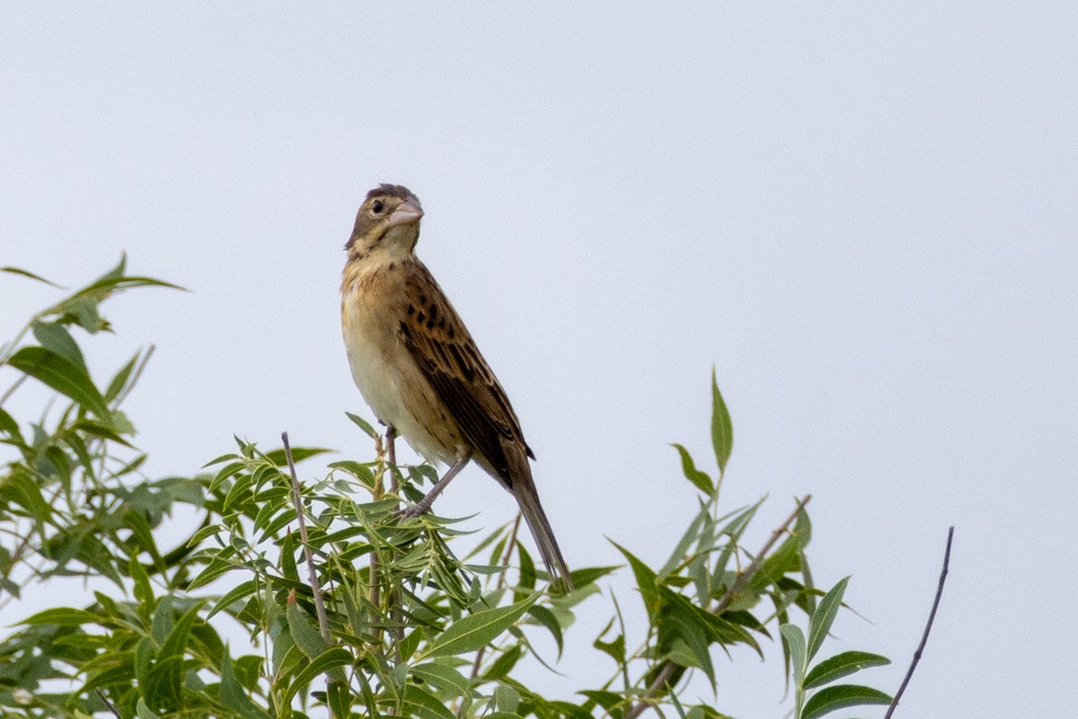 Dickcissel - ML623264528