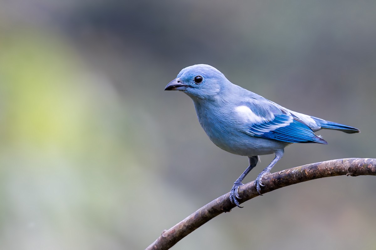 Blue-gray Tanager (White-edged) - ML623264548